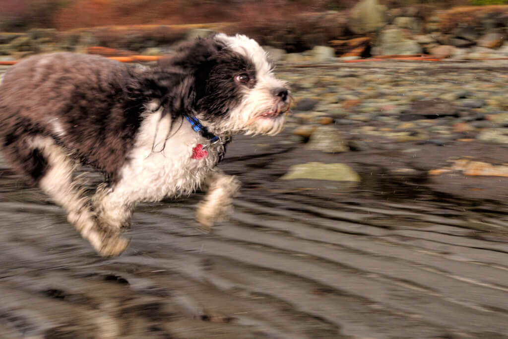 Dog Running(1) Dog Running1