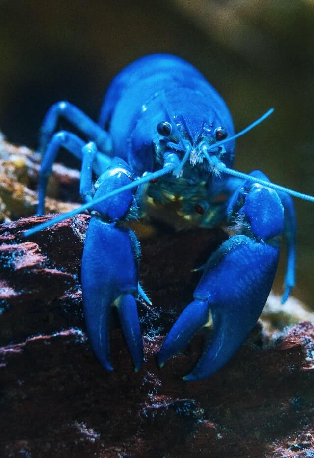 david-clode-93iBhkeJ1Lo-unsplash(1) Blue Lobster