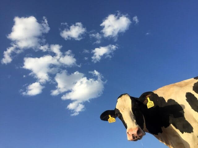 cow