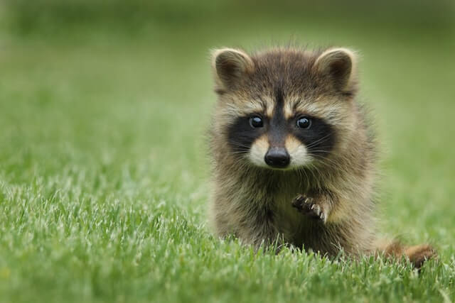 Raccon Baby Raccon Baby
