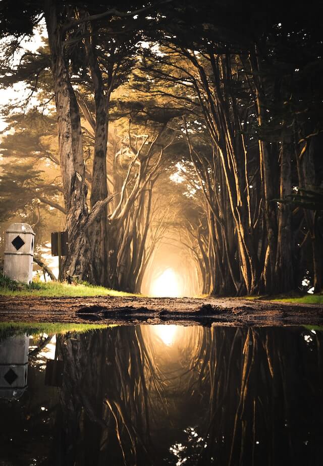 casey-horner-0D8_tYHIy0o-unsplash Story Forest