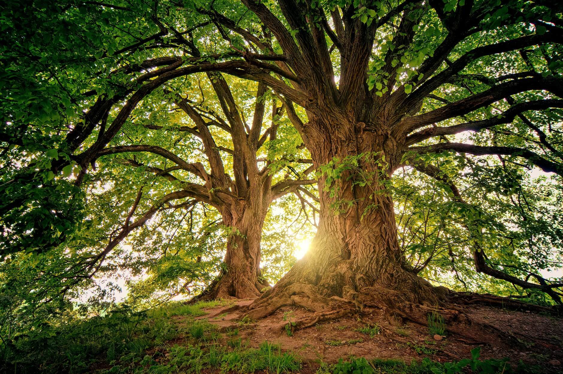 Two Thick Trees
