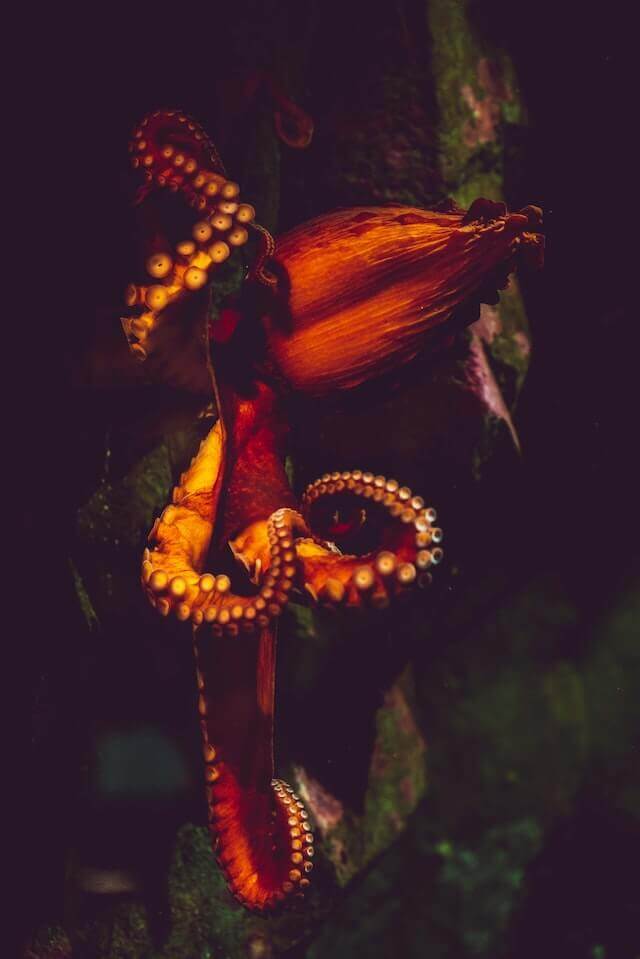 Octopus