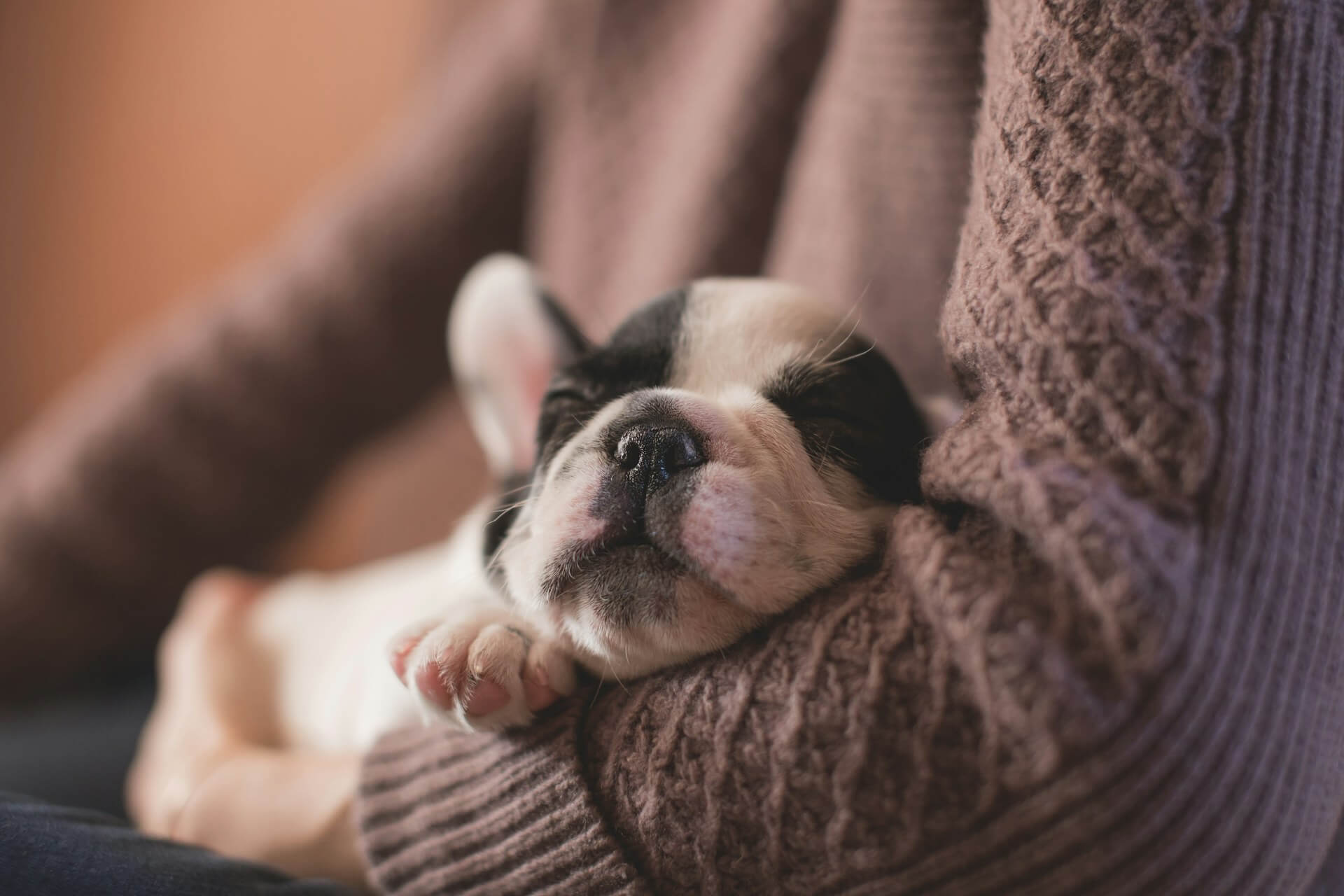Cute Dog