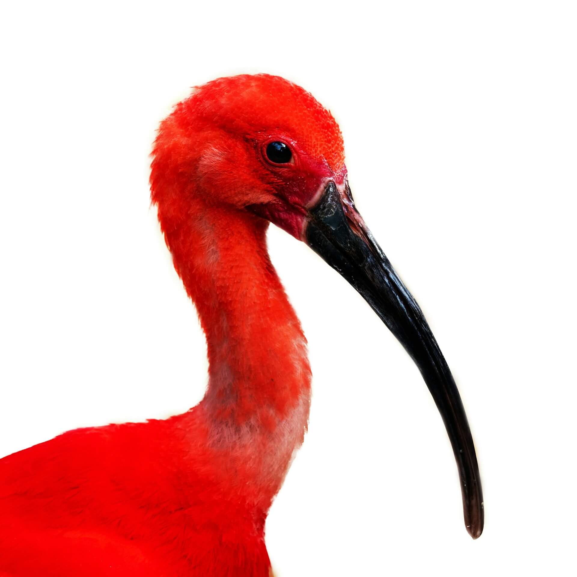 scarlet, ibis, red, bird