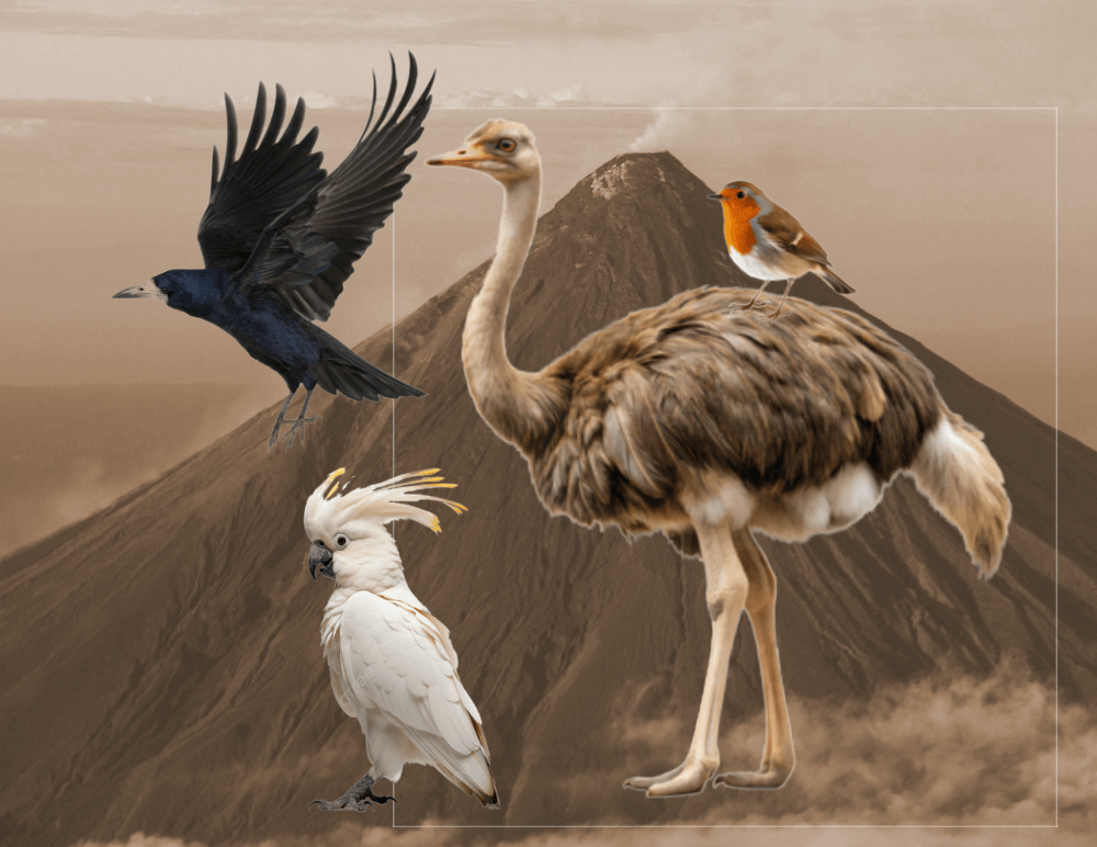 Birds v2 Birds v2