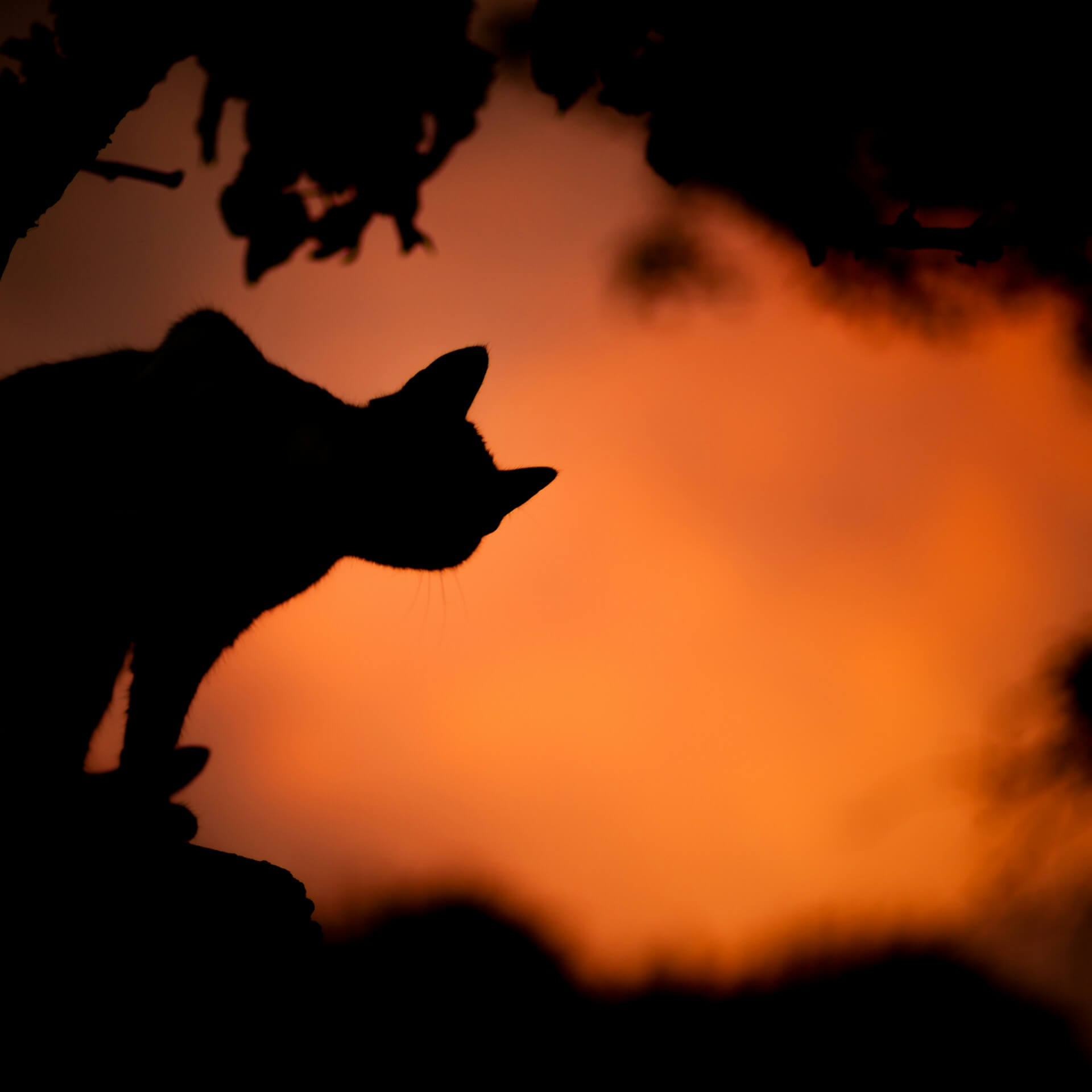 saso-tusar-yP19KADwhEI-unsplash